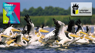  Pelikane im Donaudelta Foto: © Wikimedia commons