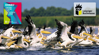 Pelikane im Donaudelta Foto: © Wikimedia commons